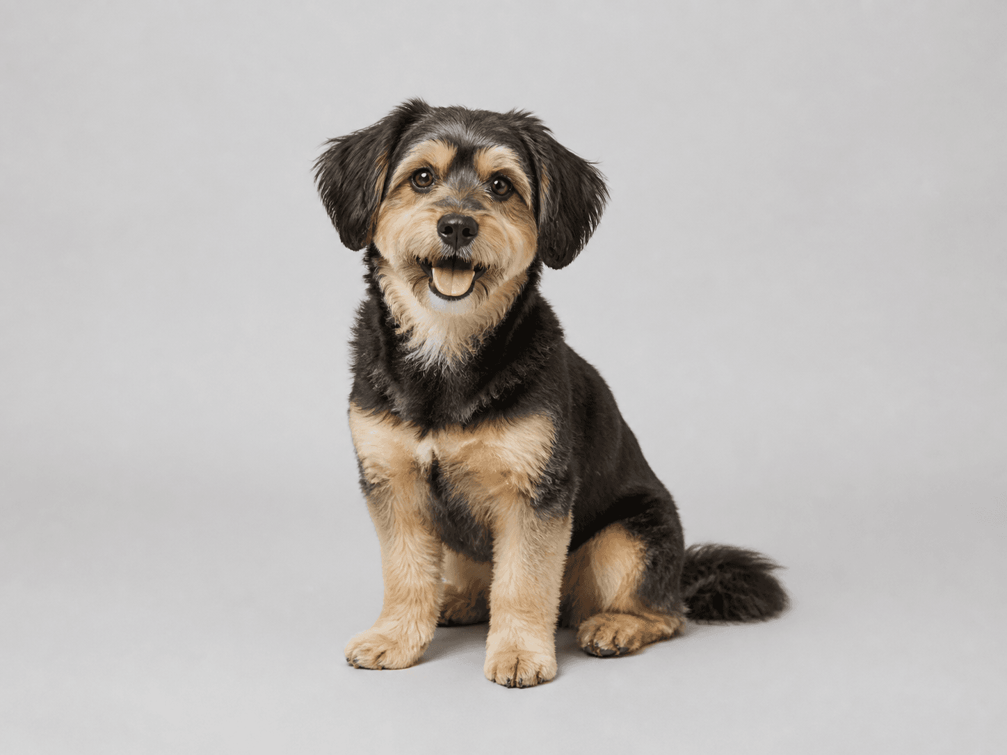 Pet photo reference for a sculpture workflow